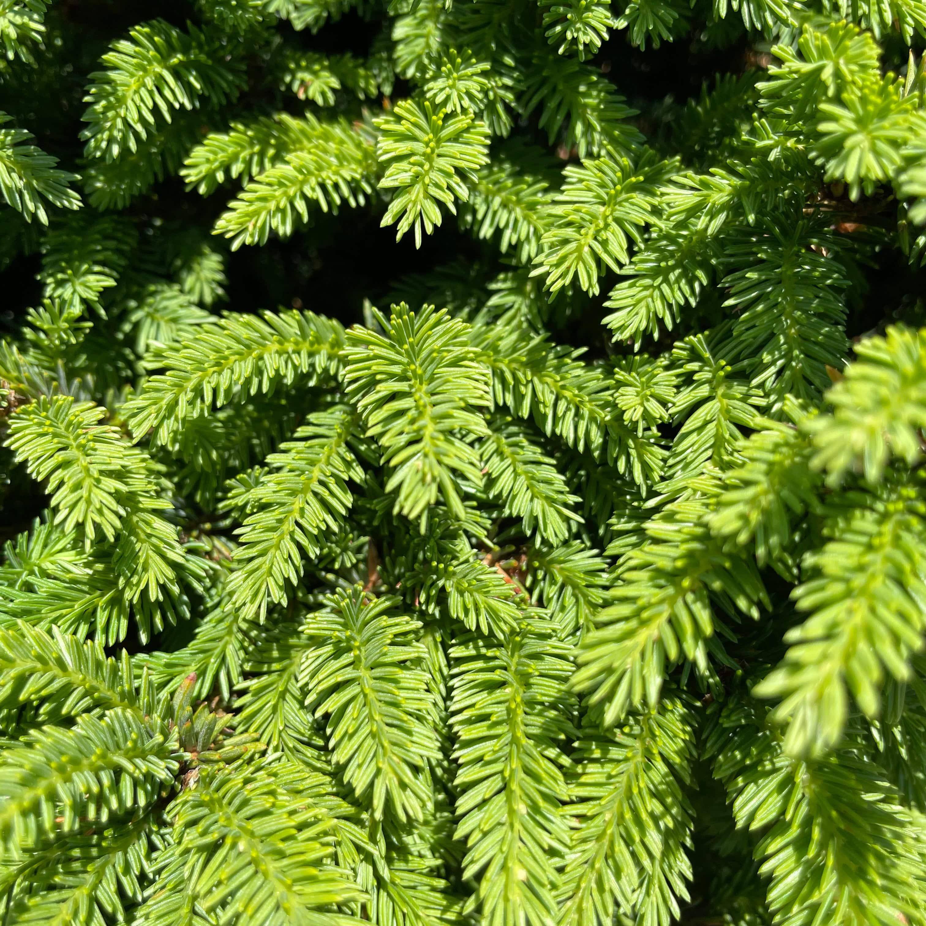 Little Gem 常緑樹 約54cm C Spruce - Little Gem - Standard