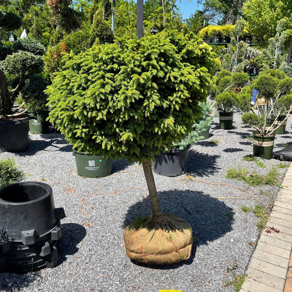 Spruce - Little Gem - Standard