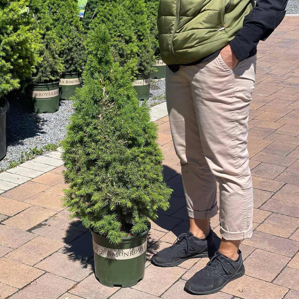 Spruce - Premium Alberta - 2 gallon