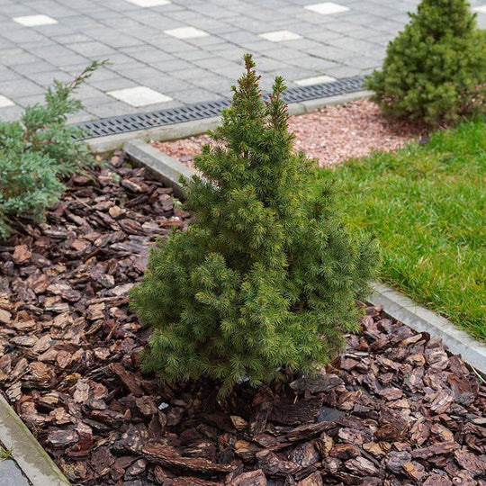 Spruce - Premium Alberta - 5 gallon