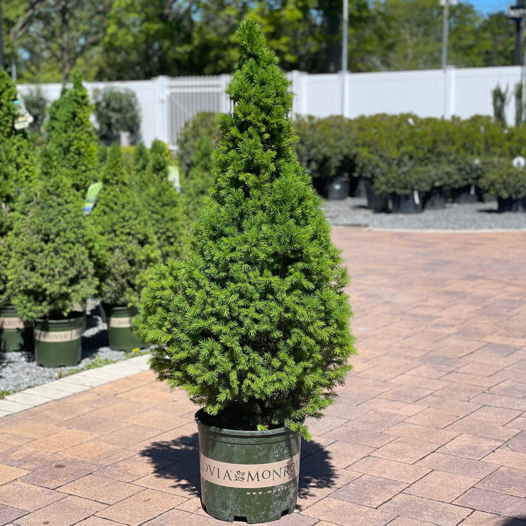 Spruce Premium Alberta 5 gallon