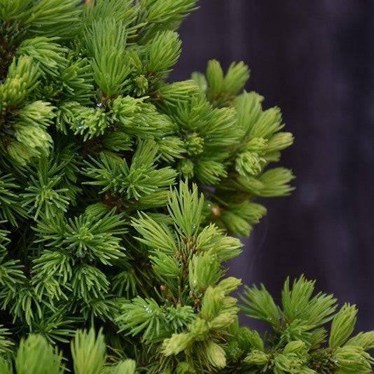 Spruce - Rainbow's End - 3 gallon