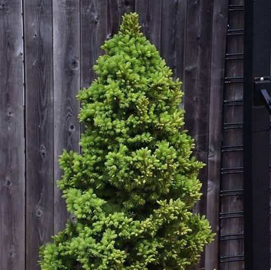 Spruce - Rainbow's End - 6 gallon - Hicks Nurseries