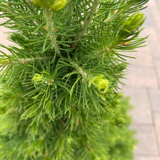 Spruce - Rainbow's End - 6 gallon