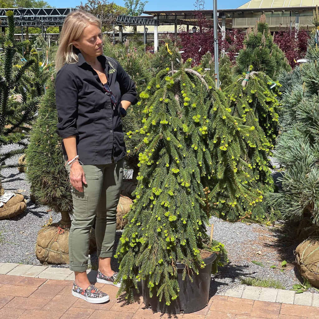 weeping norway spruce tree care