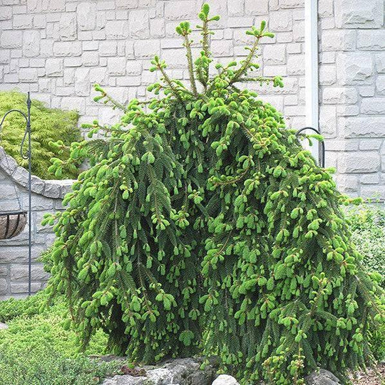 Spruce - Weeping Norway - 6 gallon