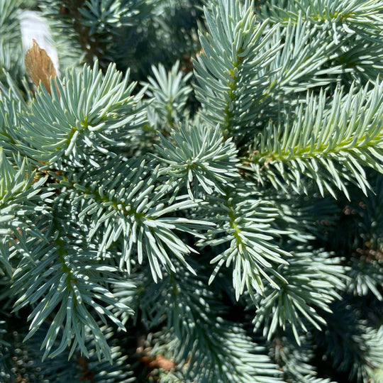Spruce - Zafiro - 10 gallon