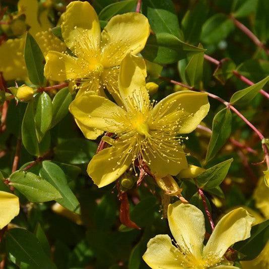 St. John's Wort - Hidcote - 3 gallons