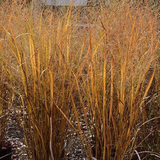 Switch Grass - Northwind - 3 gallon - Hicks Nurseries