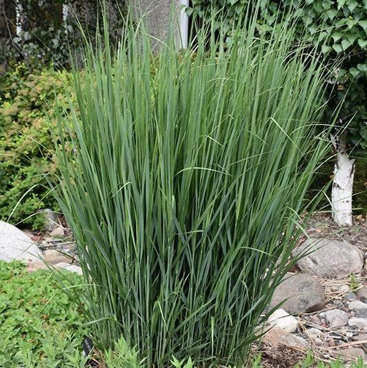 Switch Grass Northwind 3 gallon