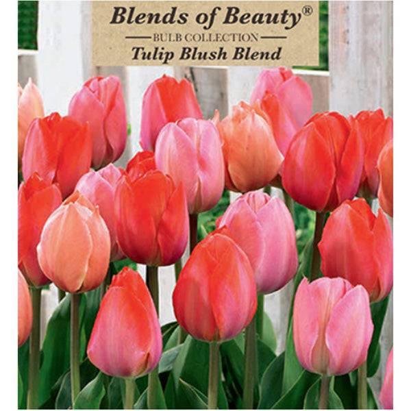 Tulip - Blush Blend - Jumbo Pack - Hicks Nurseries