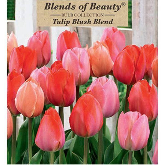 Tulip Bulbs - Blush Blend Jumbo Pack