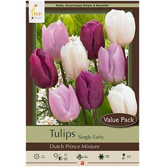 Tulip Bulbs - Dutch Prince - Value Pack