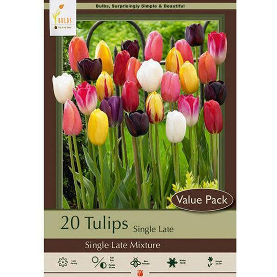 Tulip Bulbs - Single Late Mix - Value Pack