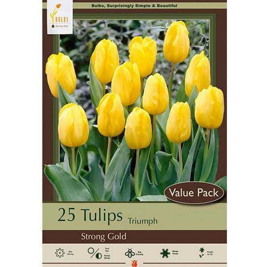 Tulip Bulbs - Strong Gold - Value Pack