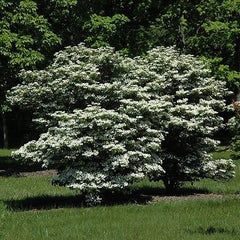 https://shop.hicksnurseries.com/cdn/shop/products/available-for-pickup-delivery-nursery-plant-material-viburnum-summer-snowflake-5-gallon-28266298966208_medium.jpg?v=1676411279