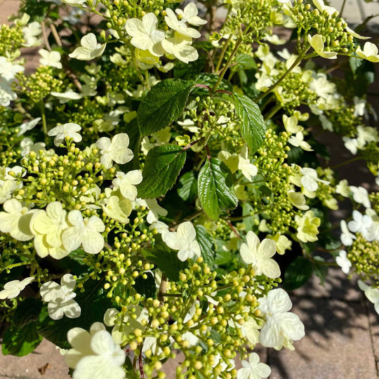 Viburnum - Summer Snowflake - 5 gallon