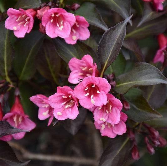 Weigela - Wine and Roses - 3 gallon