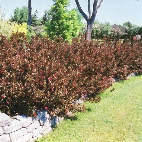 Weigela - Wine and Roses - 3 gallon - Hicks Nurseries