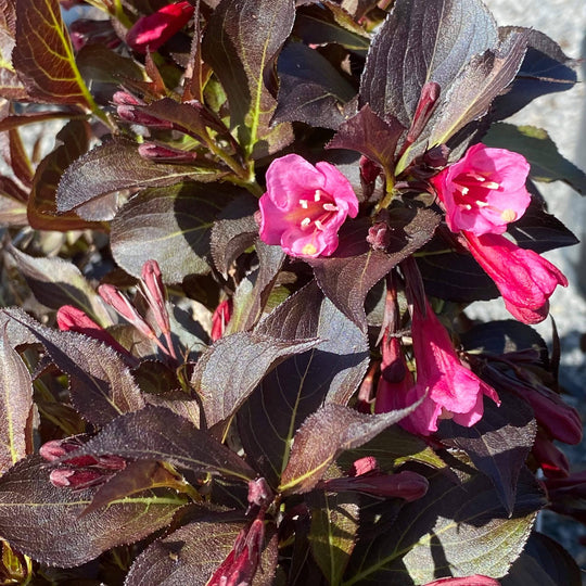 Weigela - Wine and Roses - 5 gallon