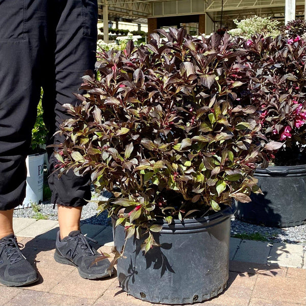 Weigela - Wine and Roses - 5 gallon - Hicks Nurseries