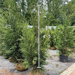 Western Red Cedar - 4-5' - Balled & Burlapped