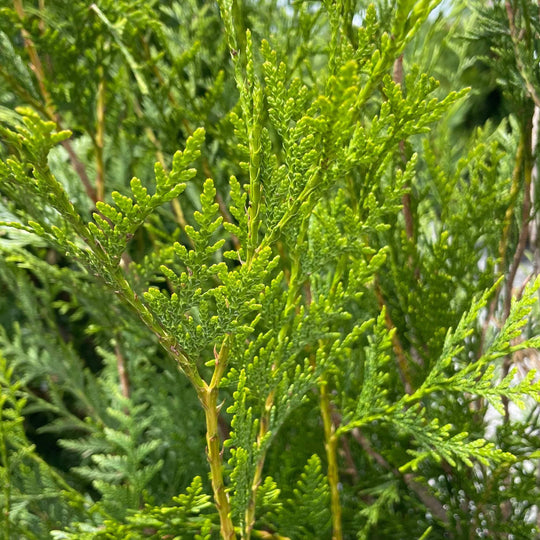 Western Red Cedar - 4-5' - Balled & Burlapped