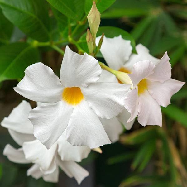 Mandevilla Teepee 12inch pot