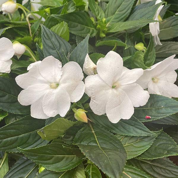 New Guinea Impatiens - 10-inch Hanging Basket - Hicks Nurseries