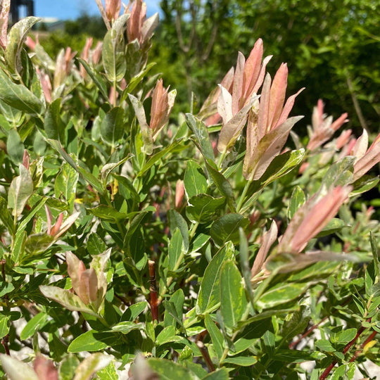 Willow - Hakuro Nishiki - 3 gallon