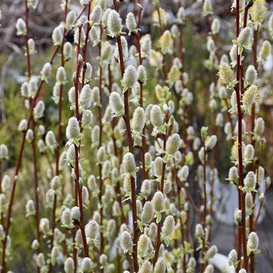Willow - Pussywillow - 7 gallon