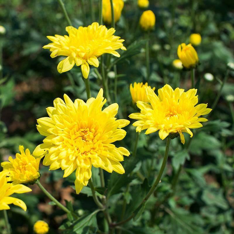 indoor chrysanthemum plants for sale Hardy Mum