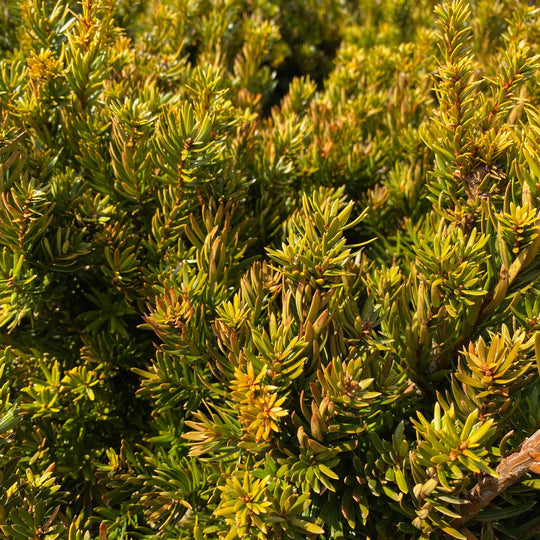 Yew - Hatfield - Balled and Burlapped