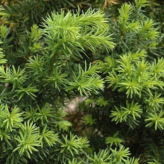 Yew - Hicks - Balled and Burlapped