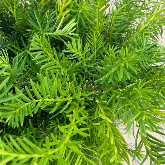 Yew - Spreading - 5 gallon