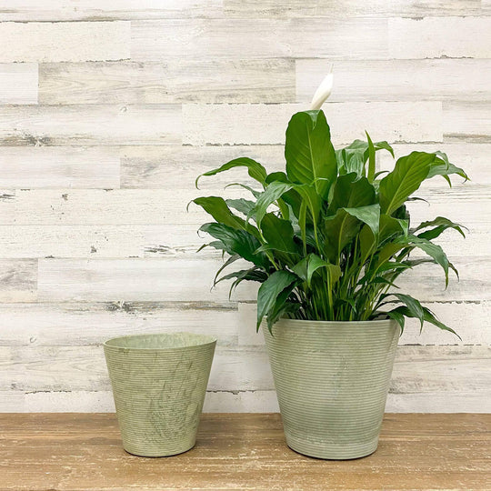 Cali Pot - Mint - 10-inch