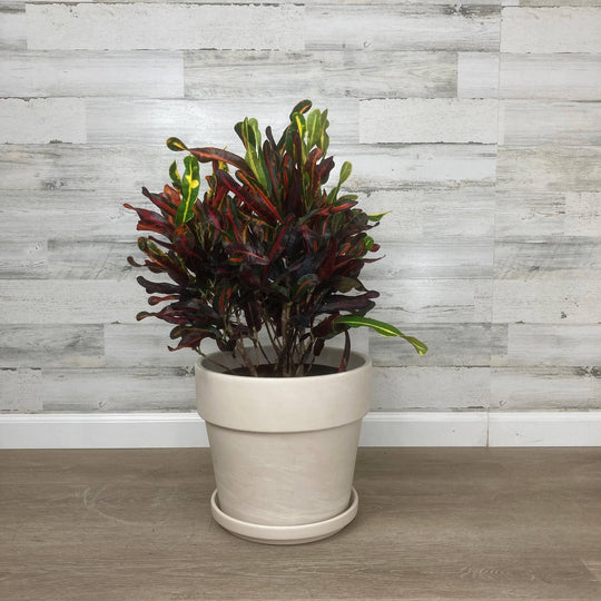 Calima Clay Pot - White - 12-inch