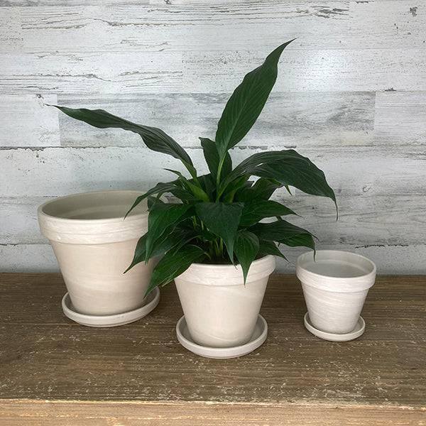 indoor plants in clay pots Clay Pot - White
