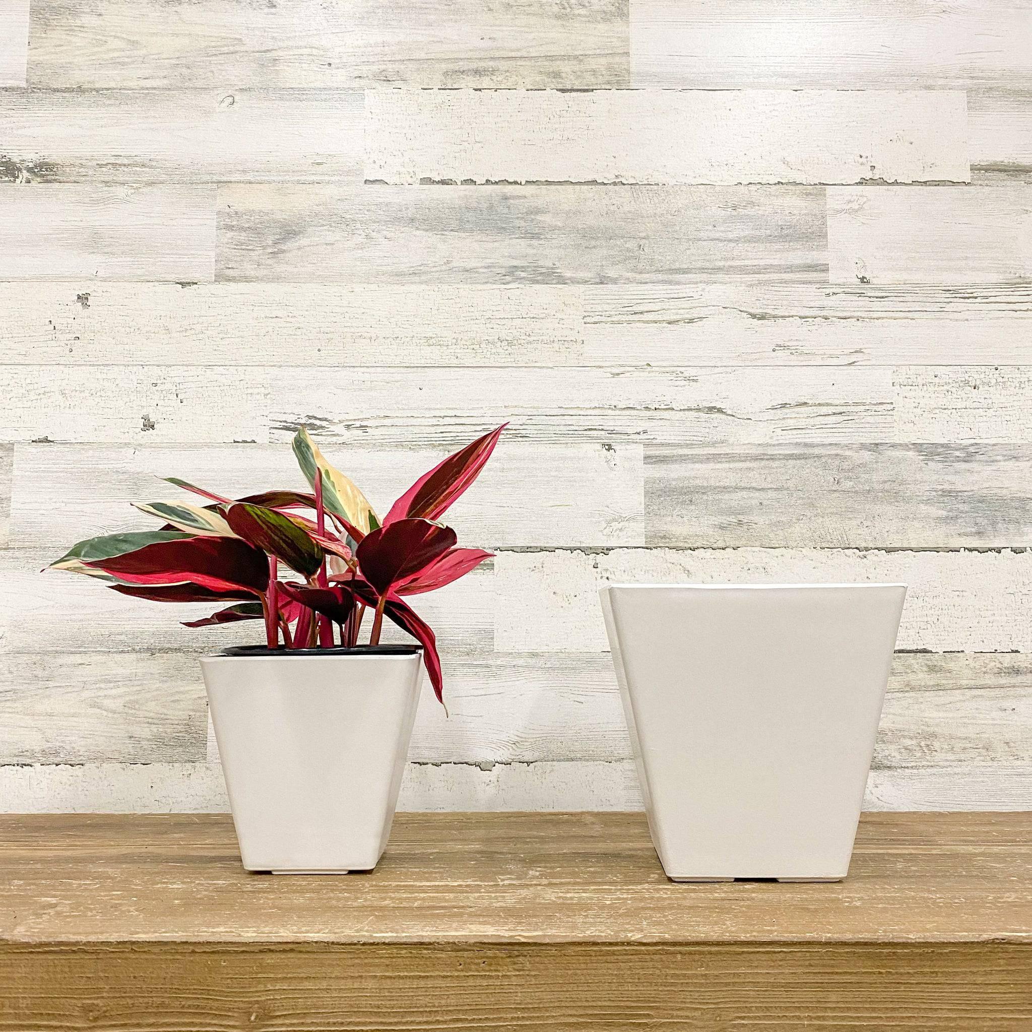 white 6 inch plant pot Ella Square Pot - White