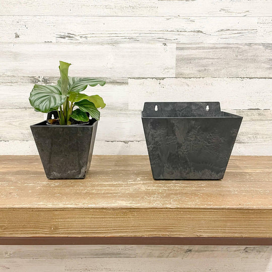 Ella Wall Pot - Black - 5.5-inches