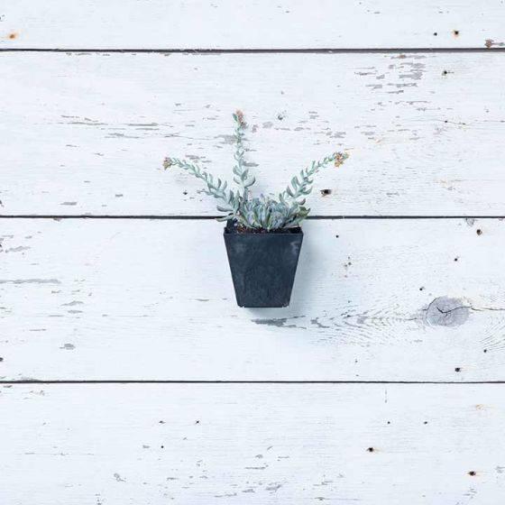 Ella Wall Pot - Black - 5.5-inches - Hicks Nurseries