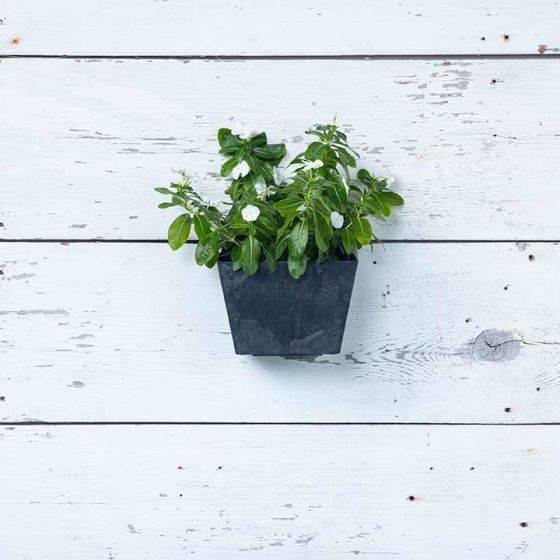 Ella Wall Pot - Black - 8.5-inches - Hicks Nurseries