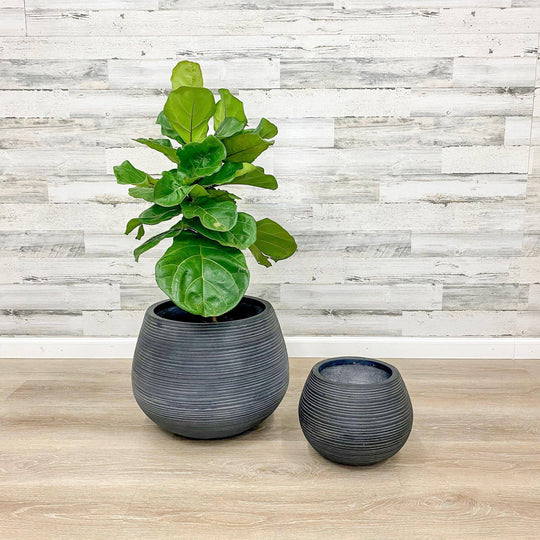 Fibreclay Belly Planter - Black - 18-inch