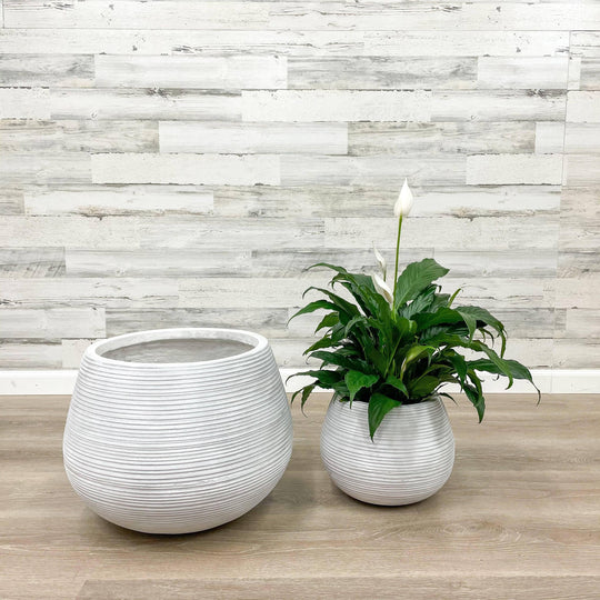 Fibreclay Belly Planter - White - 12-inch