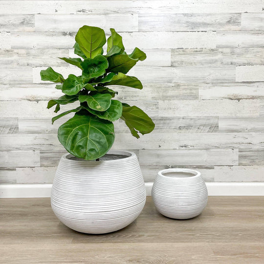 Fibreclay Belly Planter - White - 18-inch