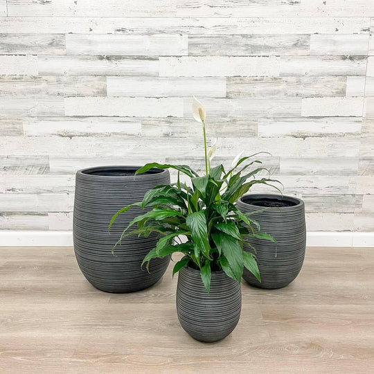 Fibreclay Striped Planter -  Black - 9-inch