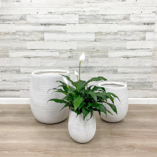 Fibreclay Striped Planter -  White - 9-inch