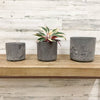 Lena Cylinder Pot - Grey - 7-inches - Hicks Nurseries