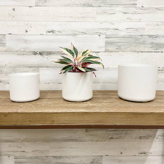 Lena Cylinder Planter - White - 7-inches