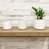 Lena Cylinder Pot - White - 8-inches - Hicks Nurseries